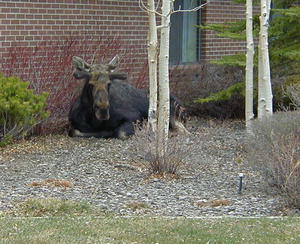 Moose at the Sublette Center last wee,