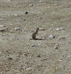 The gophers are out.