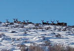 Deer on the Mesa