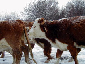 Frosty cows. Photo by Laurel Profit.