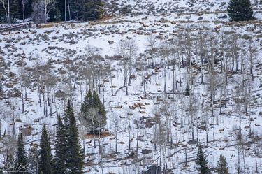 A hillside of elk. Photo by Dave Bell.