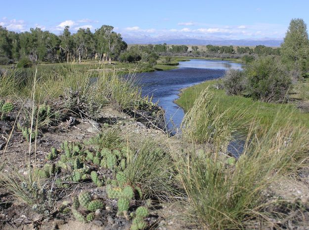 New Fork cactus. Photo by Pinedale Online.