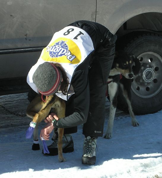 Putting boots on. Photo by Dawn Ballou, Pinedale Online.