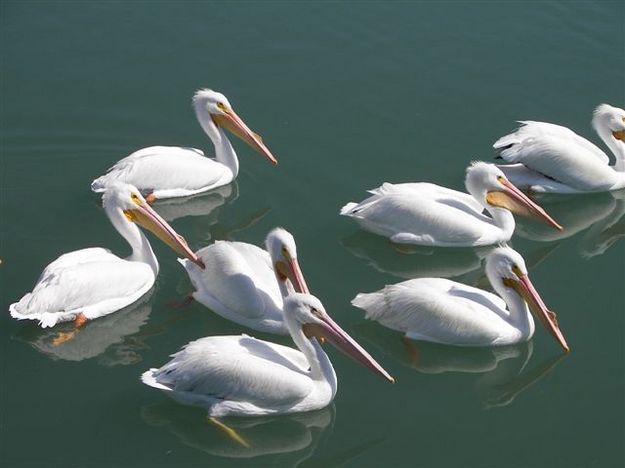 Texas Pelicans. Photo by Cyd Goodrich.