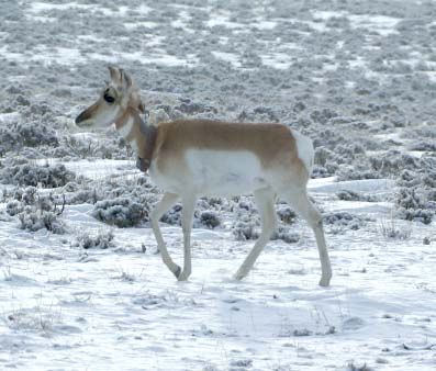 Free again. Photo by Cat Urbigkit, Pinedale Online.