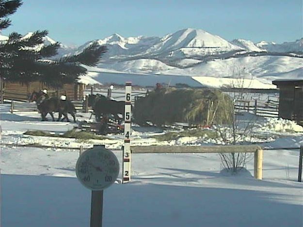 Horses ready to go. Photo by Bondurant Webcam.