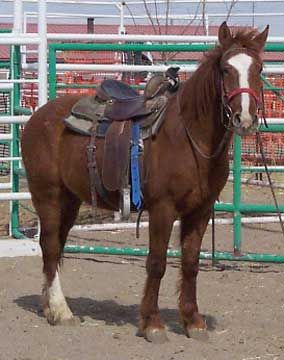 Wild Horse. Photo by Bureau of Land Management.