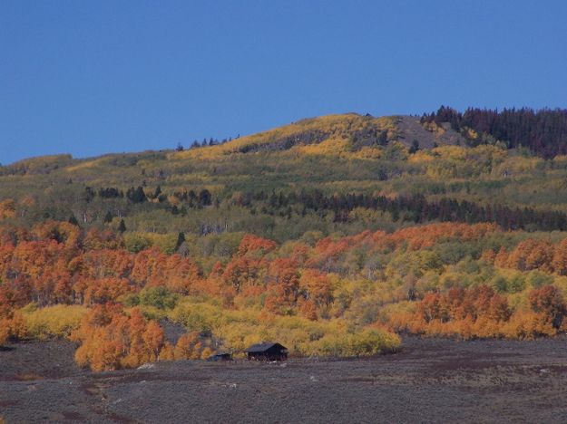 Yellows and Reds. Photo by Scott Almdale.