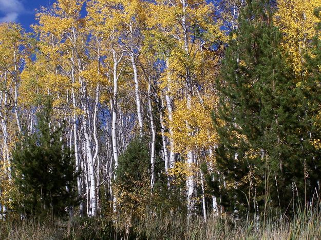 Yellow Aspens. Photo by Scott Almdale.