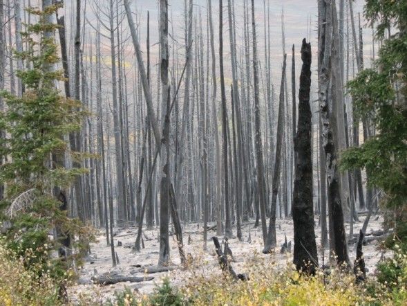 Fire charred trees. Photo by Kenna Tanner.