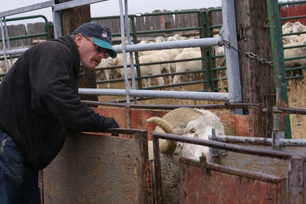 Pete and ram. Photo by Cat Urbigkit.