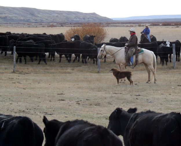 Holding the heifers. Photo by Joy Ufford.