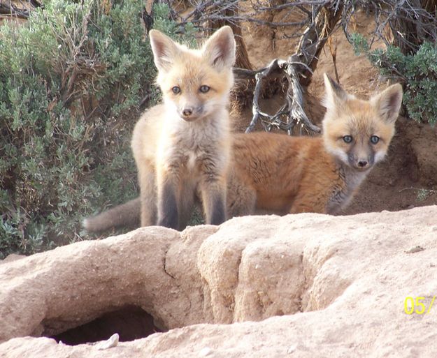 Barger Red Fox Kits. Photo by Michele Yarnell.