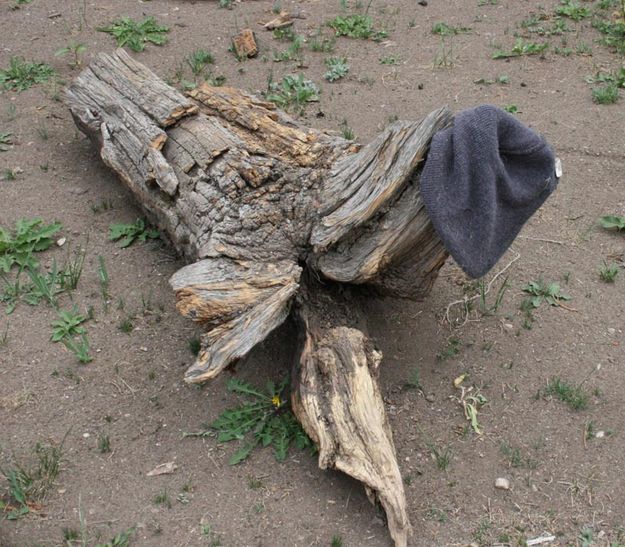 Hat on a log. Photo by Dawn Ballou, Pinedale Online.