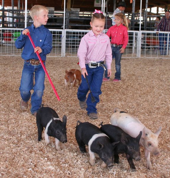 Pee Wee Showmanship. Photo by Clint Gilchrist, Pinedale Online.