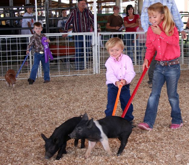 Pee Wee Showmanship. Photo by Clint Gilchrist, Pinedale Online.