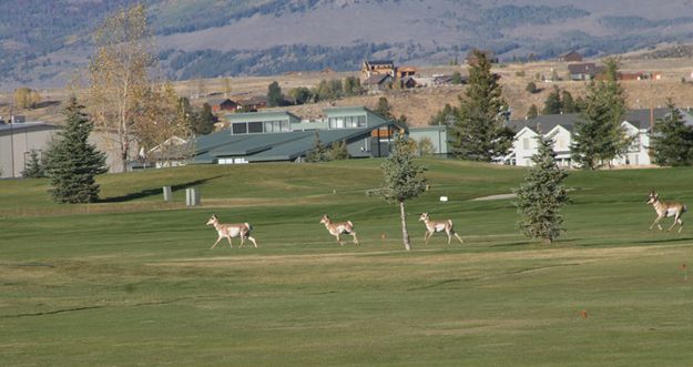 Antelope Crossing. Photo by Pam McCulloch, Pinedale Online.