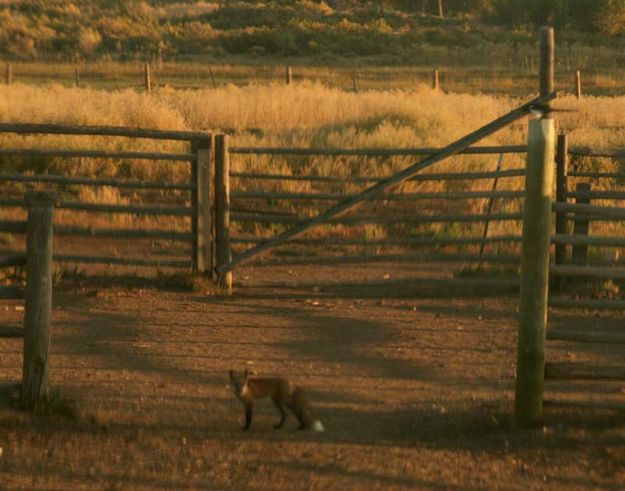 I see this is a game. Photo by Dawn Ballou, Pinedale Online.