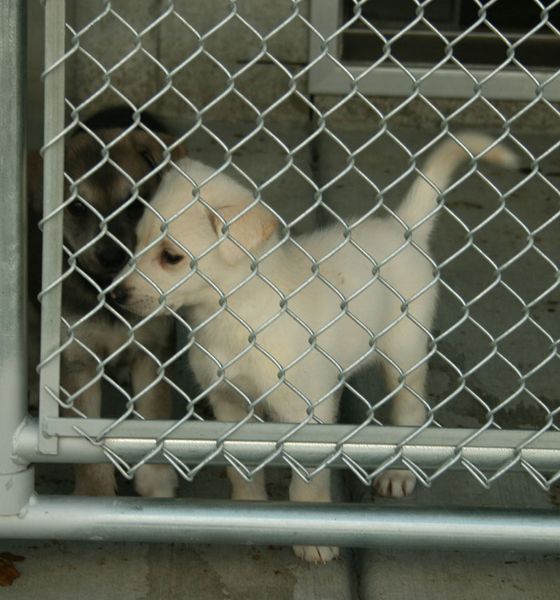 Puppies. Photo by Dawn Ballou, Pinedale Online.