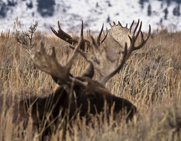 Two Bulls. Photo by Dave Bell.