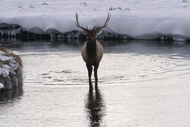 Elk in the water. Photo by Sammie Moore.