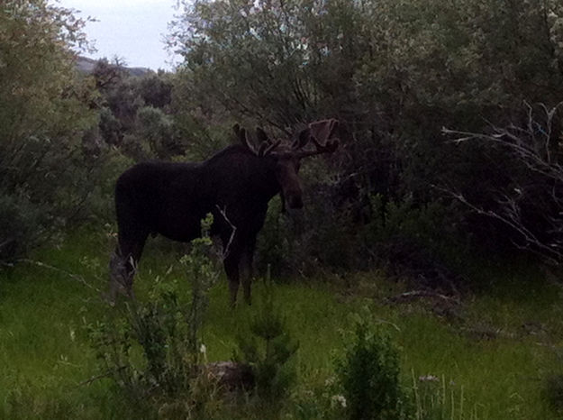 Moose along Pine Creek. Photo by Joe Zuback.