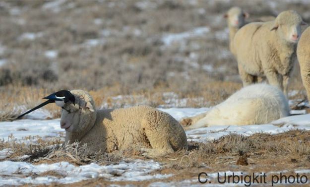 Grooming. Photo by Cat Urbigkit.