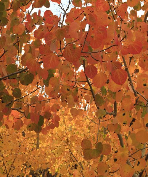 Fall Color Splash. Photo by Dave Bell.