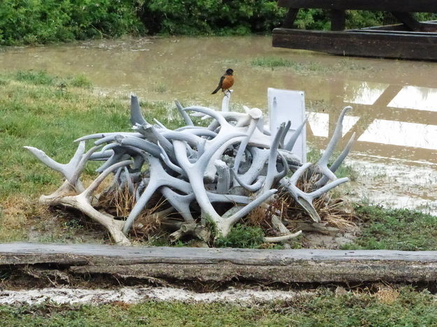 Robin. Photo by Dawn Ballou, Pinedale Online.