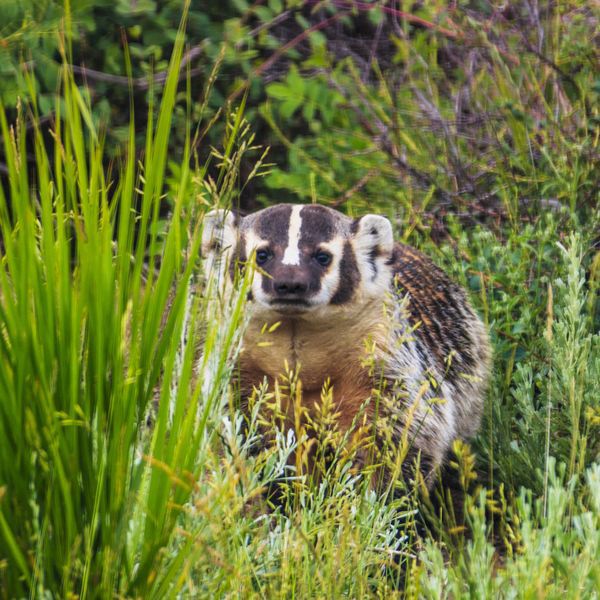 Badger. Photo by Dave Bell.