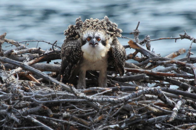 Osprey baby. Photo by Fred Pflughoft.