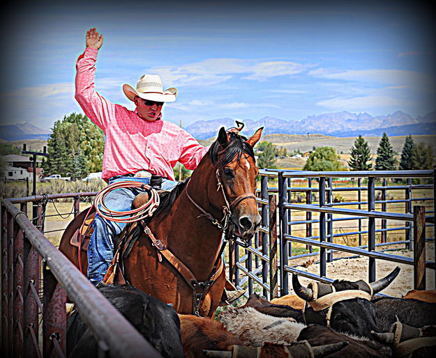 Moving Steers. Photo by Terry Allen.