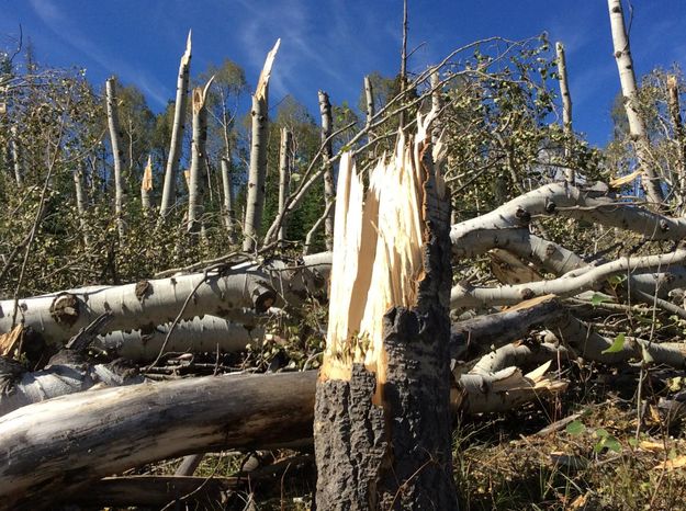 Snapped tree . Photo by Chris Jones, National Weather Service - Riverton, Wyoming .