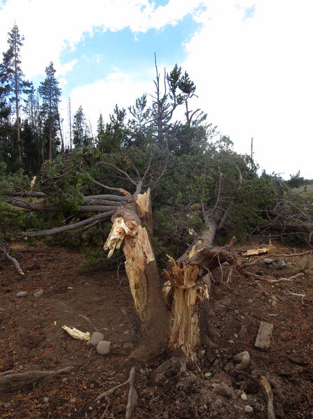 Snapped tree. Photo by Troy Fieseler.