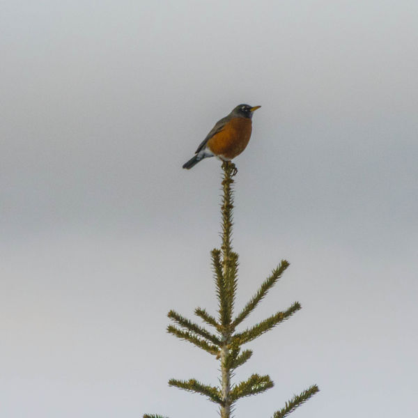 March robin. Photo by Dave Bell.