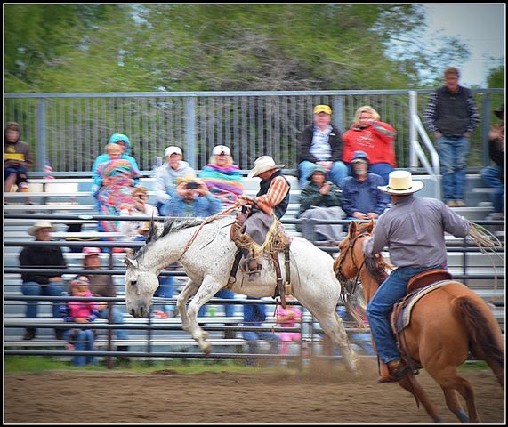 Buck. Photo by Terry Allen.