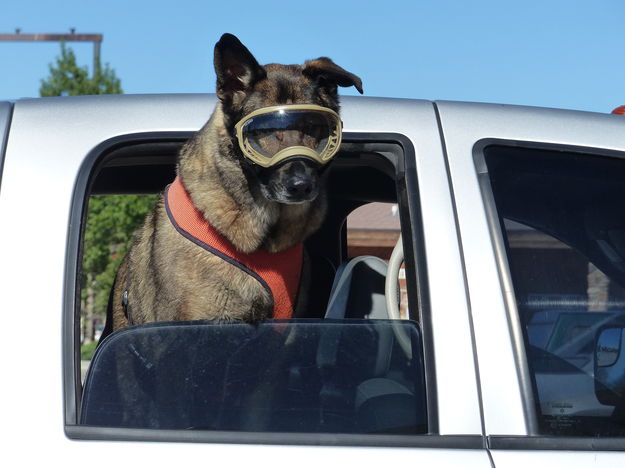 Mr. Cool. Photo by Dawn Ballou, Pinedale Online.