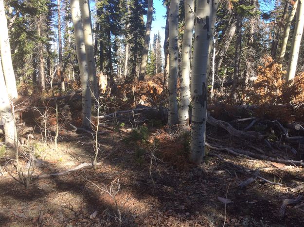 Pine Grove unit. Photo by Bureau of Land Management.