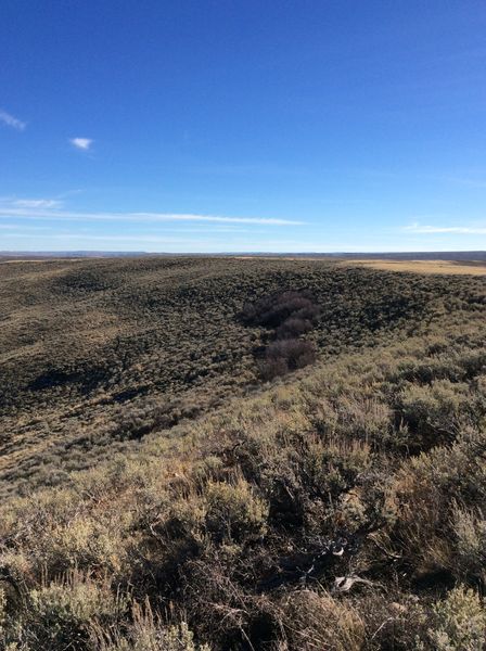 Ryegrass area. Photo by Bureau of Land Management.