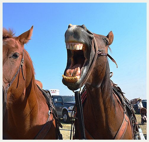 Johnny Bravo gets a Case of the Yawns. Photo by Terry Allen.