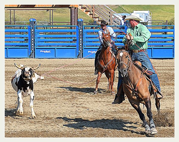 Big-Eyed Steer. Photo by Terry Allen.