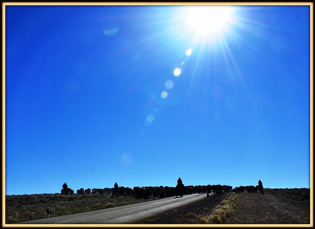 Heading South to the Home Ranches. Photo by Terry Allen.