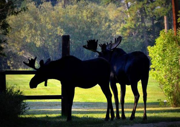 Sillouette. Photo by Terry Allen.