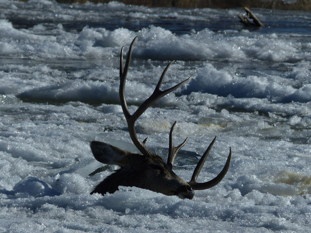 Frozen in. Photo by Dawn Ballou, Pinedale Online.