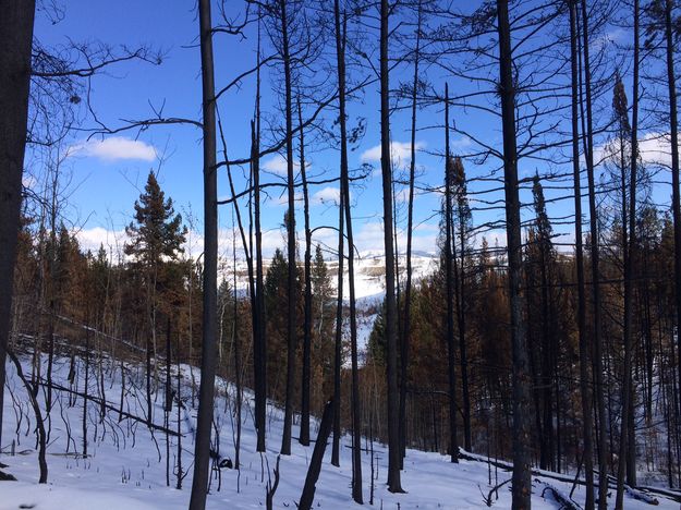 Roosevelt Fire. Photo by Pinedale Lions Club.