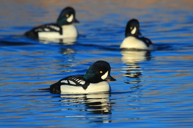 Barrows Goldeneye. Photo by Fred Pflughoft.