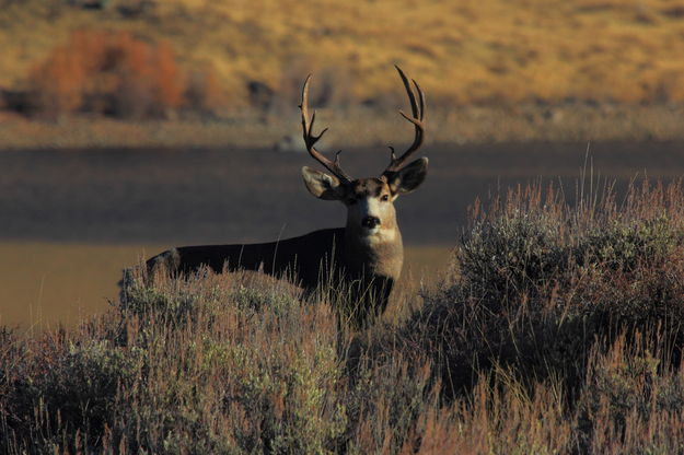 Boulder Lake Mulie. Photo by Fred Pflughoft.