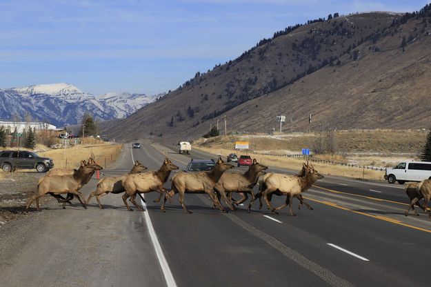 Elk crossing. Photo by Mark Gocke, Wyoming Game & Fish.