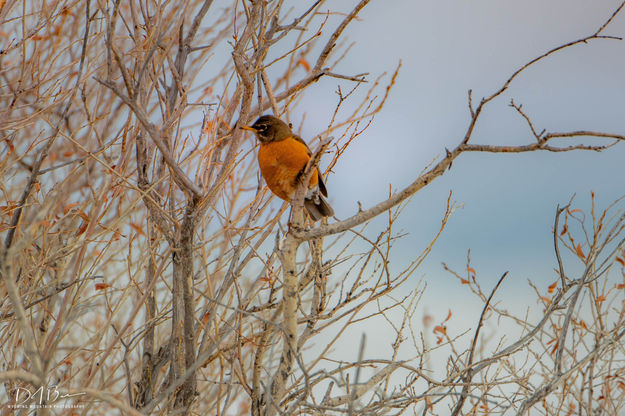 Robin. Photo by Dave Bell.