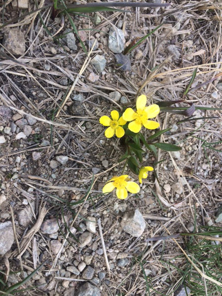 Yellow flower. Photo by Mindi Crabb.